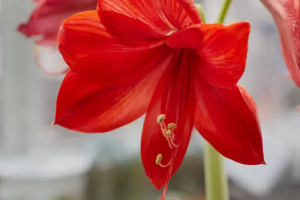 Kırmızı zambak çiçeğine yakın plan