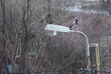 A crow sits on top of a lamppost clipart