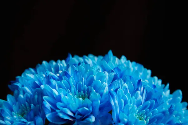 Siyah arka planda mavi kasımpatılar, siyah arkaplanda mavi çiçekler.