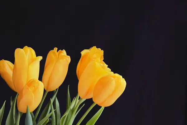 Siyah arka planda sarı laleler, koyu arkaplanda sarı laleler.