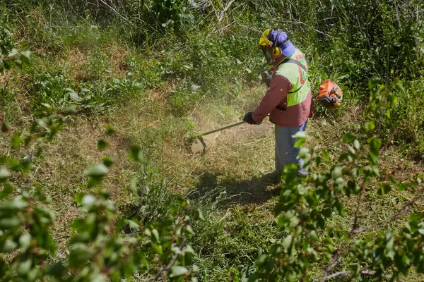 Koruyucu giysili bir bahçıvan, aşırı büyümüş çimenleri buduyor..