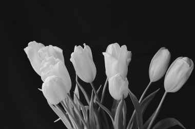 Lalelerin siyah arka plandaki siyah ve beyaz görüntüsü yumuşak odak