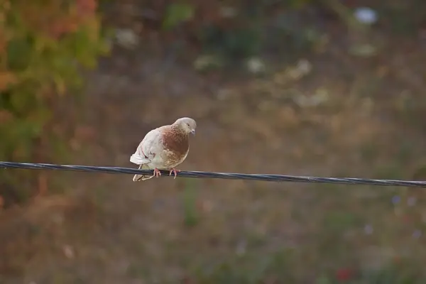 Siyah bir telin üzerinde oturan bir güvercin, şehir kuşları, kentsel kuş nüfusu sorunu.