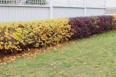 Arazinin çitleri boyunca bir çit Physocarpus, sonbaharda Physocarpus çalıları, metal bir çitin altına ekilen Physocarpus, bahçenin güzelleştirilmesi..