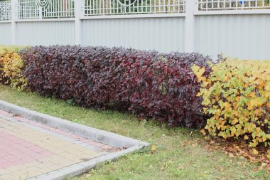 Physocarpus metal bir çitin altına dikilmiş, bahçenin güzelleşmesi için.