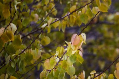 Sonbahar yapraklı dallar, parlak güneşin altında altın parıldıyor..