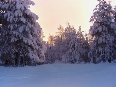 Finlandiya 'da şafak vakti geniş yapraklı kış manzarası. Gün doğumunun pembe ışıklarında karla kaplı çayırlarda, yumuşak bir odak.