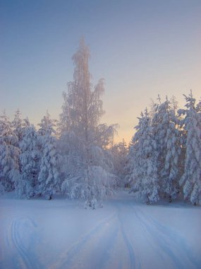 Karla kaplı bir kış ormanına giden bir kış yolu, kış kırsal arazisi, güneş doğarken kuzey ormanı, dikey çekim, yumuşak odak.