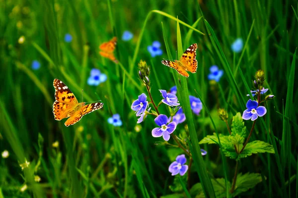 Borboletas Bonitas Flores Azuis Verão Contra Fundo Grama Verde Jardim — Fotografia de Stock