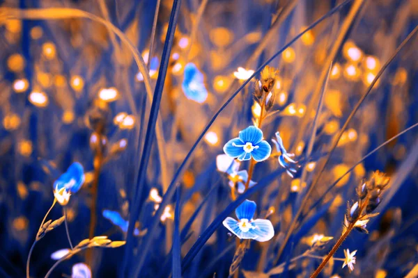 Красиві Сині Квіти Влітку Тлі Трави Саду — стокове фото