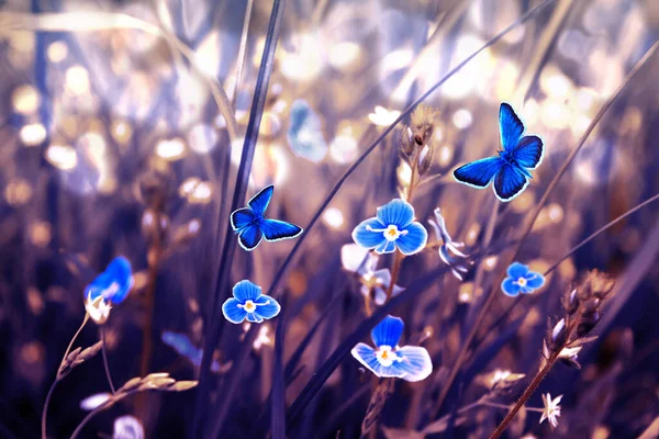 Красиві Метелики Сині Квіти Влітку Тлі Зеленої Трави Саду — стокове фото