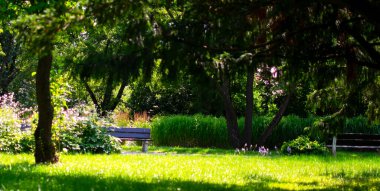Bankları, çiçekleri, otları ve ağaçları olan şehir parkı.