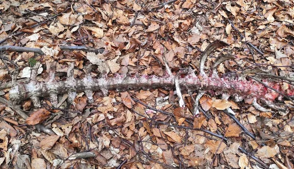 The spine of a wild animal found in a forest reserve.