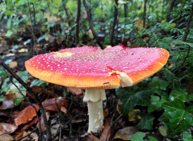 Zehirli sinek mantarı, genel plan, ormanda büyümek..