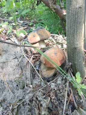 Boletus edulis ya da ormanda bozuk para..