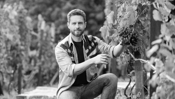 ガーデンはさみ付きの昆虫学者 ファーマーズ カット グラフェイン ブドウの房を切断するブドウの房 男性のブドウ園のオーナー ブドウ畑の専門家だ 夏の収穫で収穫した男は — ストック写真