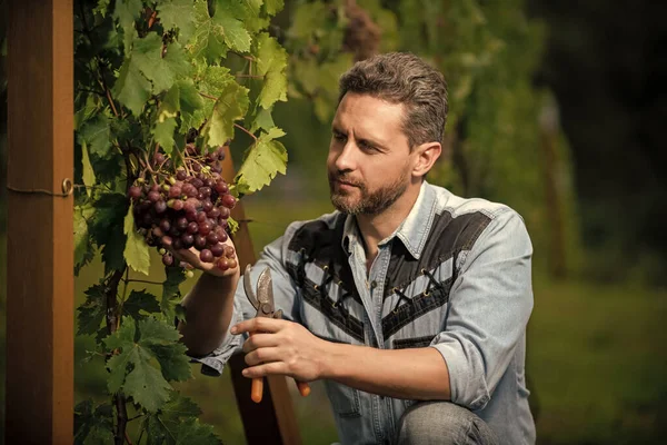 Wijnbouwer Gesneden Druiven Met Tuinieren Schaar Wijnbereiding — Stockfoto