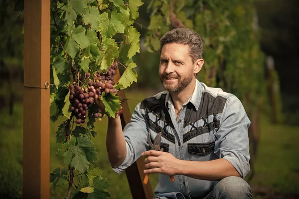 wine-grower cutting grapevine with garden scissors, fruit.