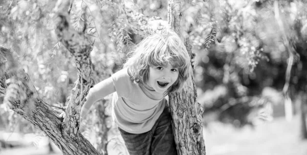 Menino Enérgico Feliz Escalar Árvore Verão Livre Árvore Escalada — Fotografia de Stock