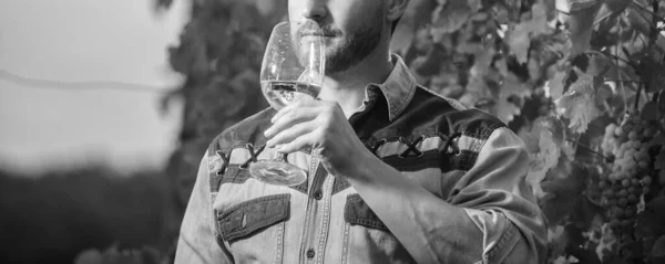 cropped sommelier. farmer drink wine. cheers. vinedresser drinking. male vineyard owner. professional winegrower on grape farm. man with wine glass. enologist with wineglass.