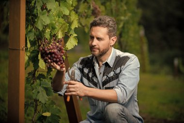 Üzüm biçme makinesi bahçe makası ve şarapla üzüm kesiyor..