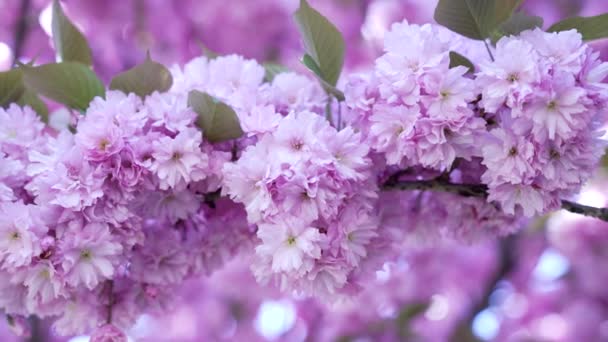 Экстремальный Макро Лиловый Японский Вишневый Цветок Цветение Сакуры Весна — стоковое видео