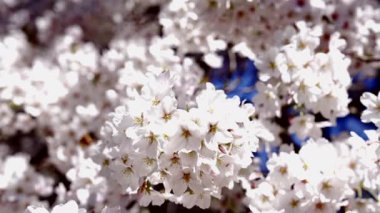 Bahar doğasında sakura çiçeği, yavaş çekim, bahar zamanı.