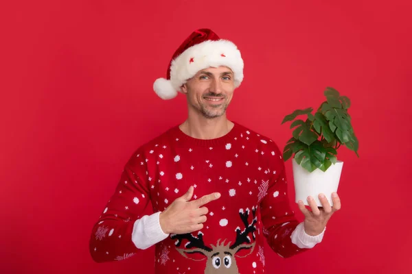 Santa hold pot with plant. Portrait of middle aged man in sweater isolated over red background. Concept of holidays, happiness, emotions and Christmas celebration