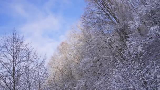 Skogslandskap Vintern Natur Skönhet Landskap Naturen Med Vintersäsong Skog Vinterlandskap — Stockvideo