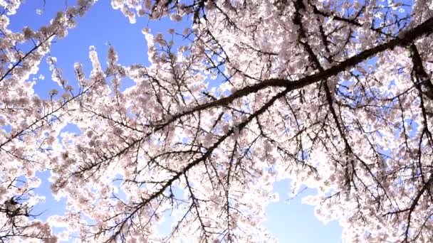 园中的杏树 开着花 在天空背景下 缓慢运动 — 图库视频影像