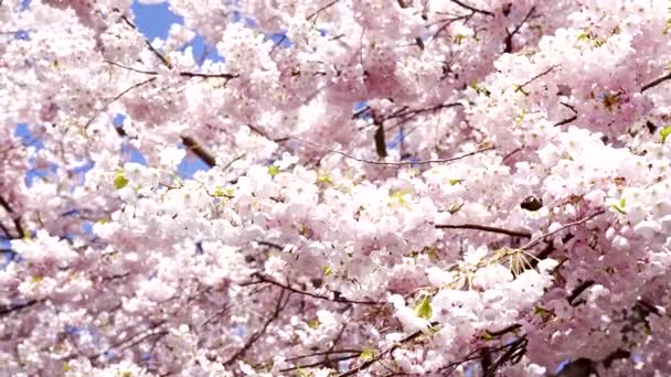 日本の桜の花が咲き動きが遅い春 — ストック動画