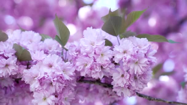 Bella Lilla Fiore Ciliegio Giapponese Fiore Sakura Ciliegia Giapponese — Video Stock