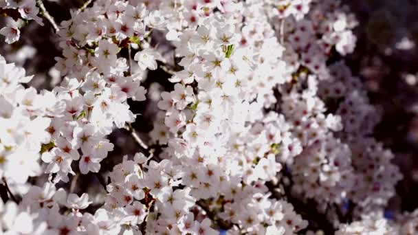 Closeup Της Ανθοφορίας Κερασιάς Λουλούδια Στην Ανοιξιάτικη Φύση Αργή Κίνηση — Αρχείο Βίντεο