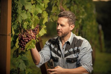 Erkek üzüm bağı sahibi. Üzüm çiftliğinde profesyonel şarap üreticisi. Yaz hasadında pozitif adam hasadı. Bahçe makası kullanan bir enolog. Çiftçi dedikoduları kesti. Üzüm kesen bir sirke ustası..
