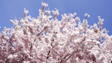 Japon kiraz ağacının çiçekleri mavi gökyüzünde açar, yavaş çekim, çiçek.