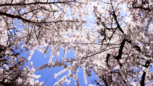 Flowers Japanese Cherry Tree Bloom Sky Background Slow Motion Nature — Video Stock