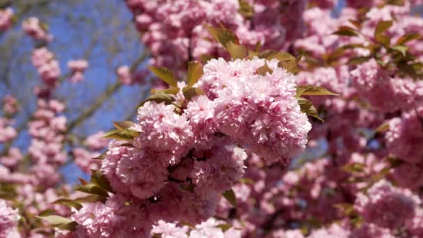 Sakura Slow Motions Flowers Blossoming Tree Nature — Vídeo de stock