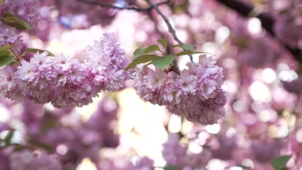 桜の花東のピンクの日本の桜の花の植物の閉鎖 — ストック動画