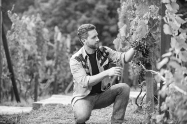 Yaz hasadında hasat yapan adam. Bahçe makası kullanan bir enolog. Çiftçi dedikoduları kesti. Üzüm kesen bir sirke ustası. Erkek üzüm bağı sahibi. Üzüm çiftliğinde traşsız şarap üreticisi.