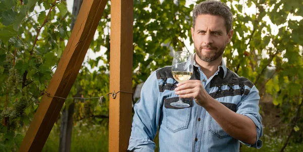 smiling bearded winemaker man hold wineglass at vineyard outdoor, wine-grower.