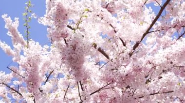 garden apricot blossoming tree with flowers, closeup slow motion, springtime.