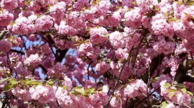 japanese sakura flowers pink color closeup, nature.