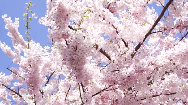 Garden Apricot Blossoming Tree Flowers Closeup Slow Motion Springtime — Video