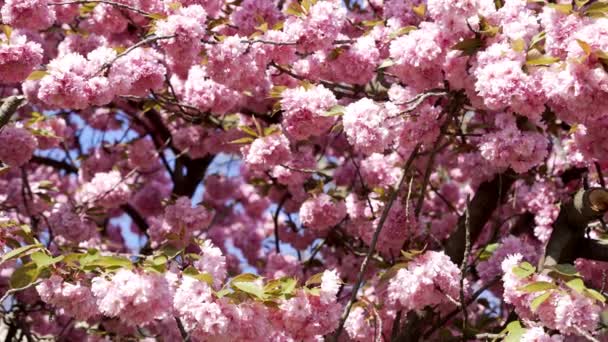 Japanese Sakura Flowers Pink Color Closeup Nature — Vídeo de stock