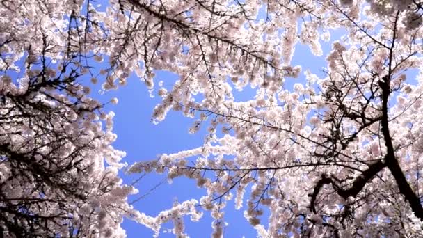 日本樱桃树花 开在蓝天 缓慢运动 — 图库视频影像