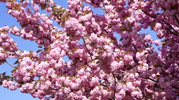 Beautiful Pink Sakura Cherry Flower Blooming Sakura — Vídeos de Stock
