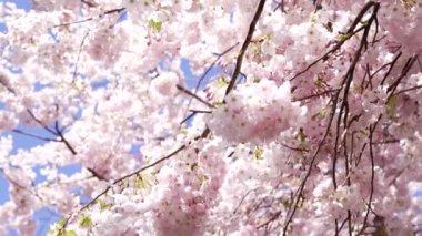 cherry blossom with pink flowers in spring nature, closeup slow motion, spring.