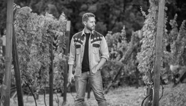 Üzüm çiftliğindeki profesyonel şarap tüccarı. Yaz hasadında hasat yapan adam. Bahçe makası ile bağcıkçı. Şaraphanedeki çiftçi sirkecisi. Erkek üzüm bağı sahibi bahçe aletini tutuyor.