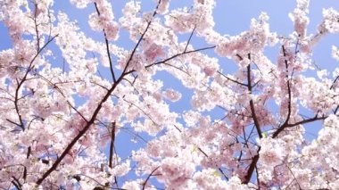 garden apricot blossoming tree with flowers, slow motion, nature.