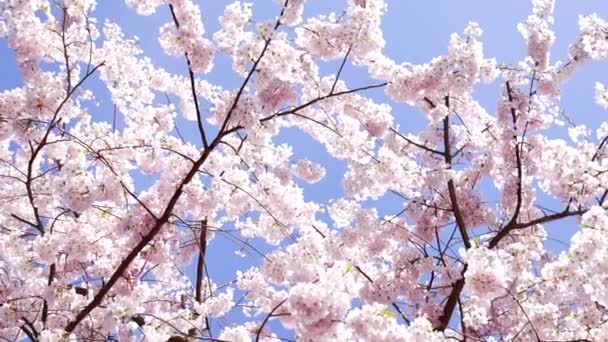 Garden Apricot Blossoming Tree Flowers Slow Motion Nature — 图库视频影像